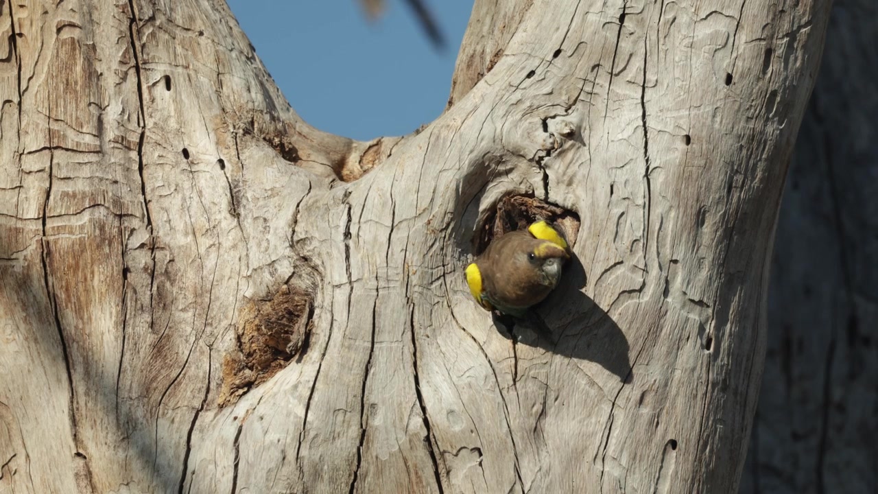 A Meyer's parrot coming out of the nest cavity, looking around and disappearing again into the hole in the dead tree with his bright green tail feathers sticking out, Botswana wilderness.