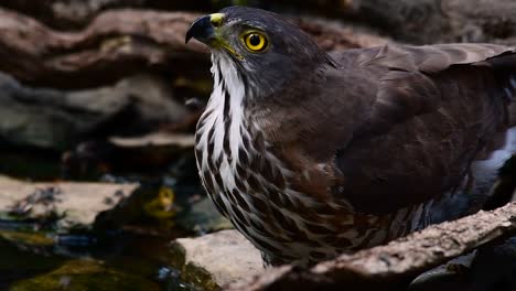 the crested goshawk is one of the most common birds of prey in asia and belonging to the same family of eagles, harriers