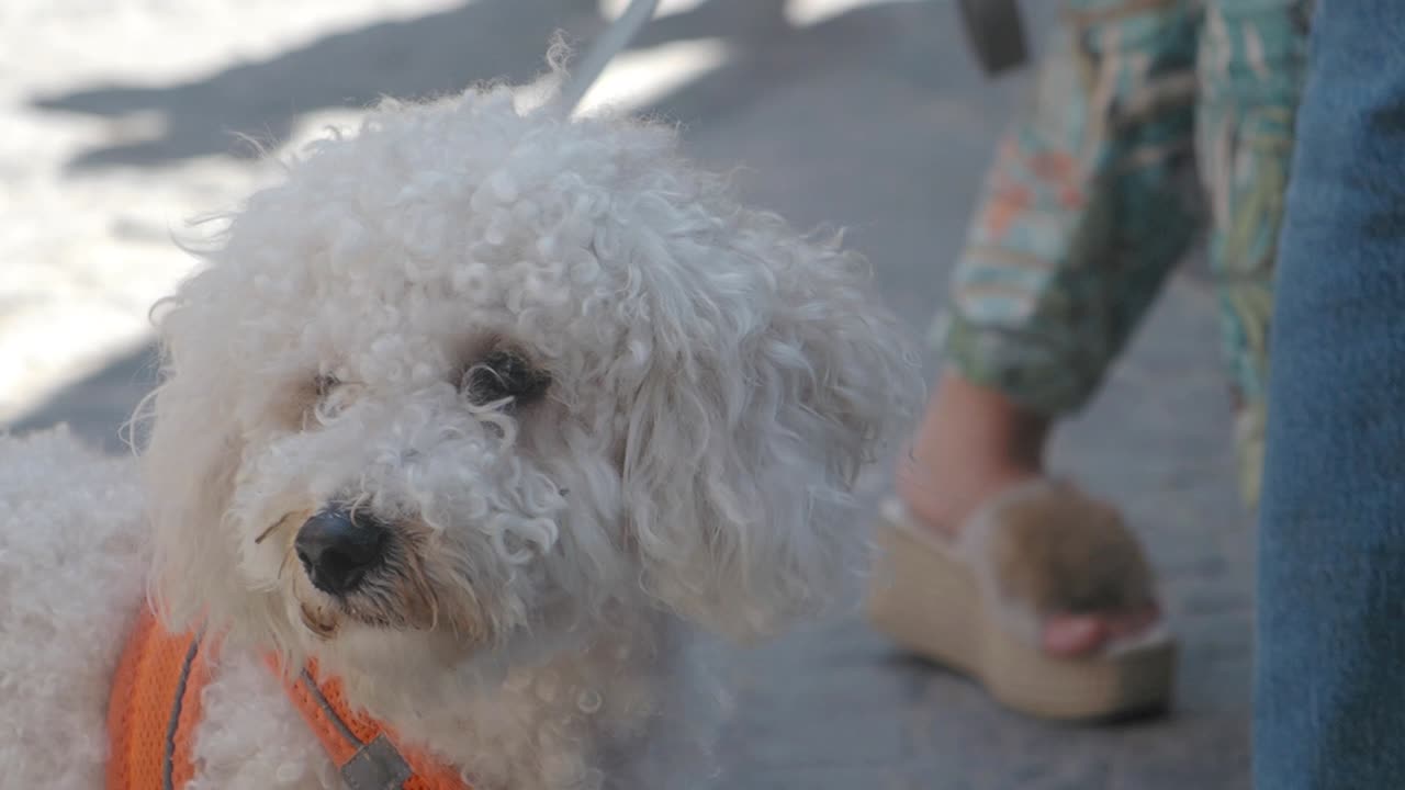 Close-up of a White Dog