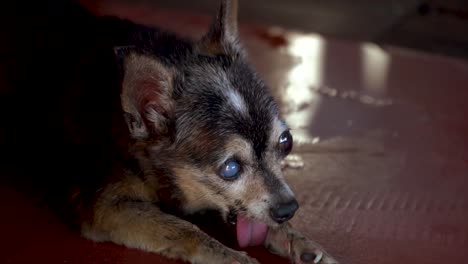 Tailandia-Cámara-Lenta-Perro-Chihuahua-Viejo-Y-Feo