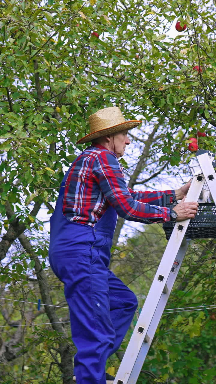 Farmer picking up red apples from the tree. Organic agriculture tree harvesting. Vertical video