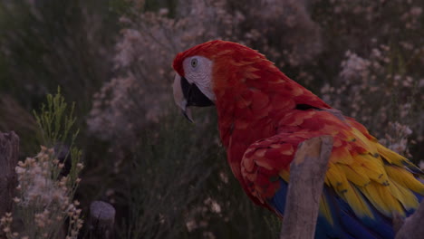 parrot chirping - side profile - slow motion