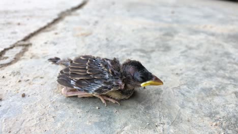 chick fallen from its nest on a concrete floor