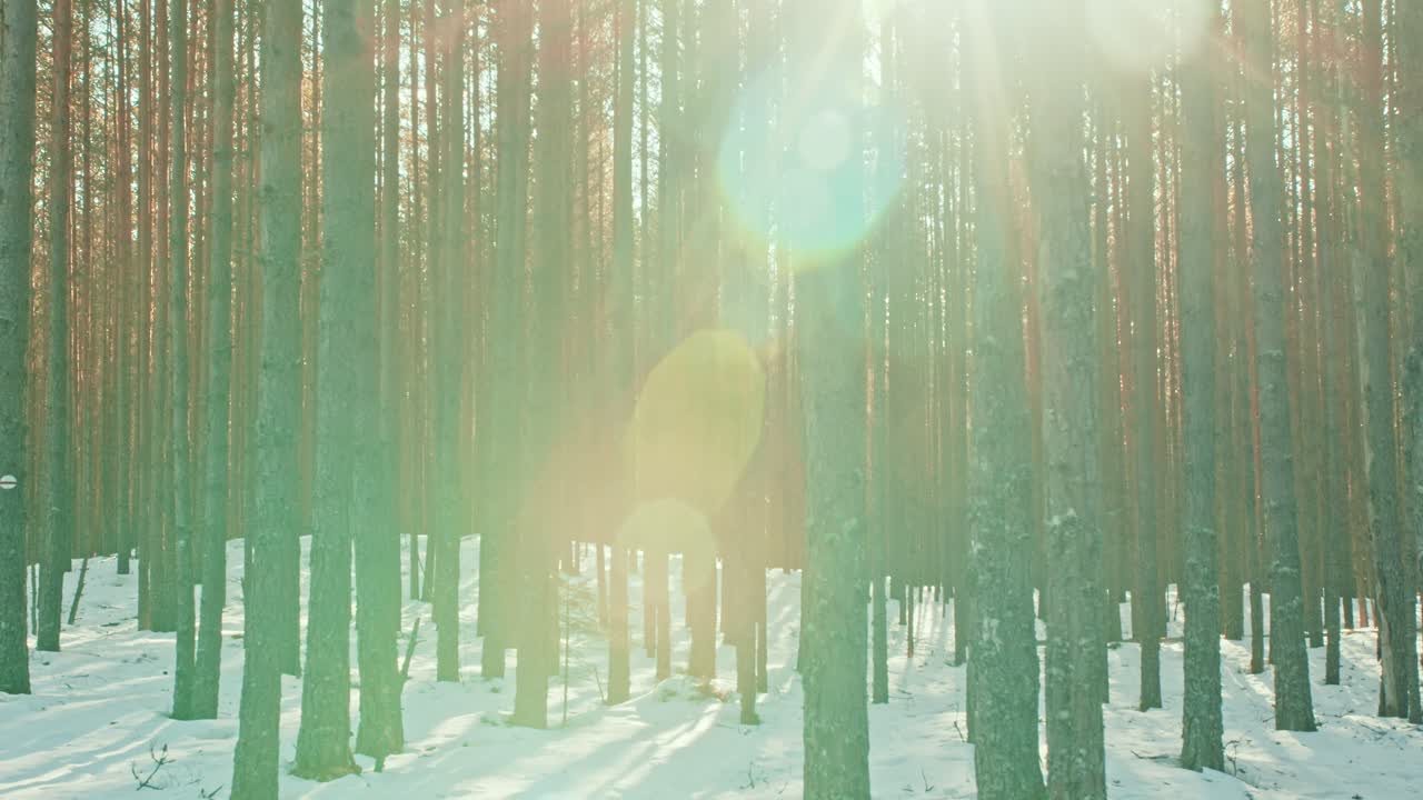 Magical golden sunlight flaring through pine tree trunks in the forest at the end of winter. Concept of spring's arrival and the thawing season.