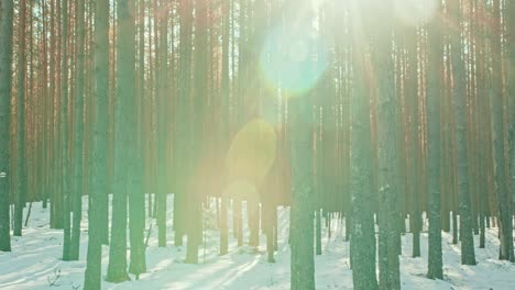 magical golden sunlight flaring through pine tree trunks in the forest at the end of winter. concept of spring's arrival and the thawing season.