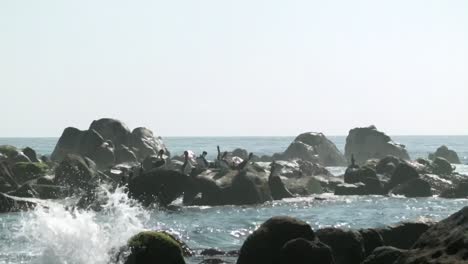 Pelícanos-Peruanos-Encaramados-En-Afloramientos-Rocosos-En-El-Mar-Con-Olas-Salpicando-En-Atacama,-Chile