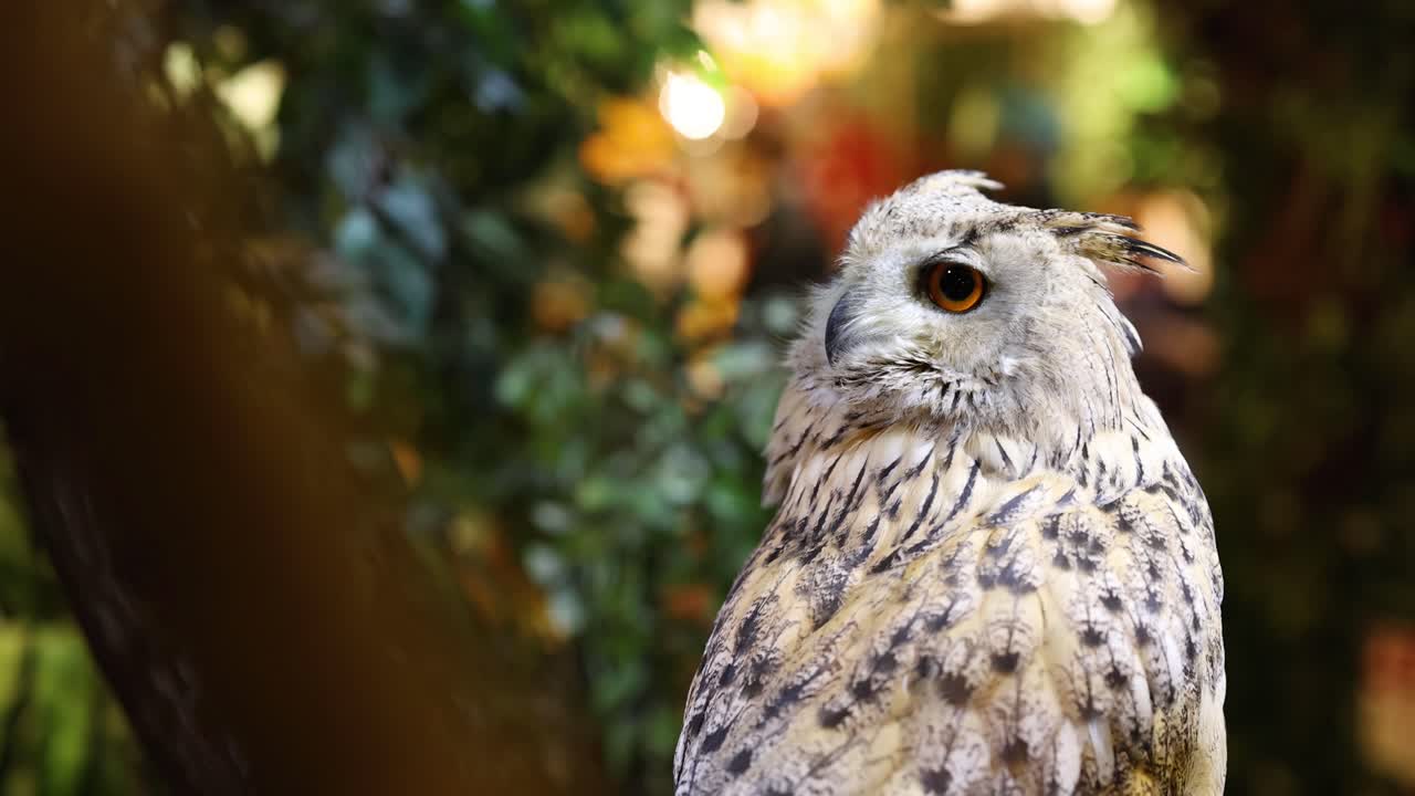 부이는 머리를 회전시키고, 눈을 이고, 그 지역을 조사합니다.