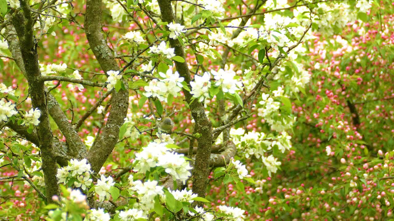 Vireo or Warbler songbird flits through the wood, moves so quick to see it stood