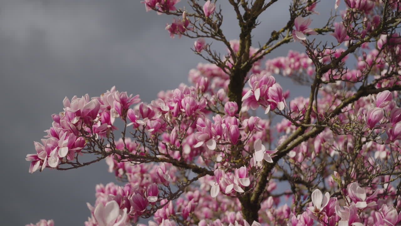 las flores de un árbol de magnolia en primavera