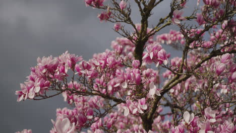 Flores-De-Un-árbol-De-Magnolia-En-Primavera.