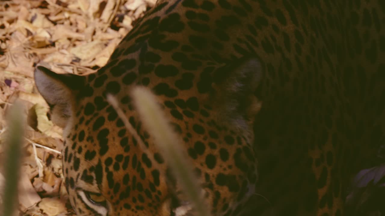 fotografía de cerca de las piernas de un jaguar macho caminando sobre hojas secas en un zoológico de honduras