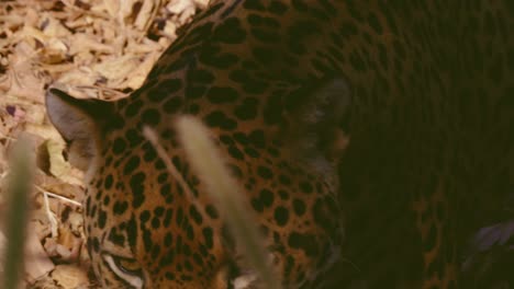 Close-up-shot-of-the-legs-of-a-male-jaguar-walking-on-dry-leaves-at-a-zoo-in-Honduras