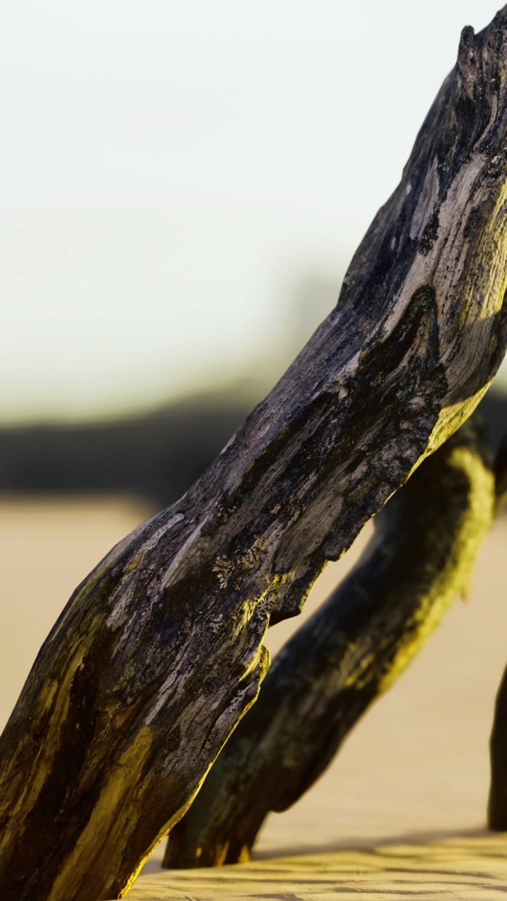 Drijfhout liggend op het zand op het strand tijdens het gouden uur