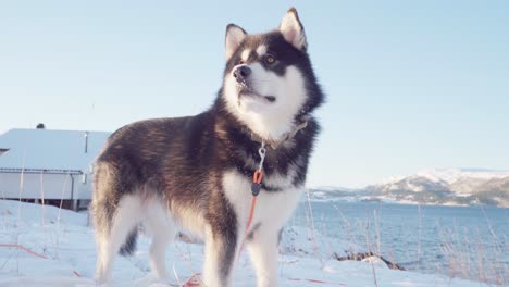 alaskan malamute nibbling bone on snowy ground by the river