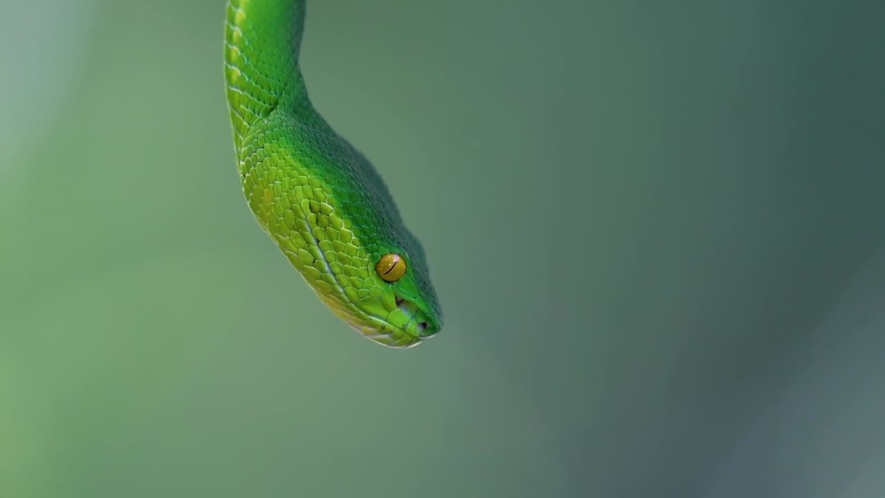 La vipera delle fosse dalle labbra bianche è una vipera velenosa endemica del Sud-est asiatico e si trova spesso di notte in attesa su un ramo o un fusto d'albero vicino a uno specchio d'acqua con abbondanza di prede.