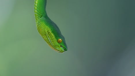 The-White-lipped-Pit-Viper-is-a-venomous-pit-viper-endemic-to-Southeast-Asia-and-is-often-found-during-the-night-waiting-on-a-branch-or-limb-of-a-tree-near-a-body-of-water-with-plenty-of-food-items