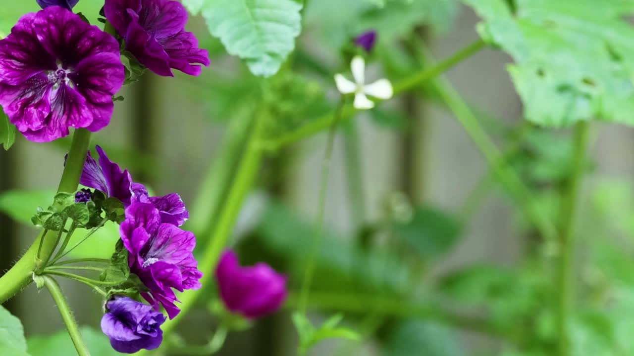 Close-up shot of purple mallow flowers and green leaves swaying in soft natural daylight
