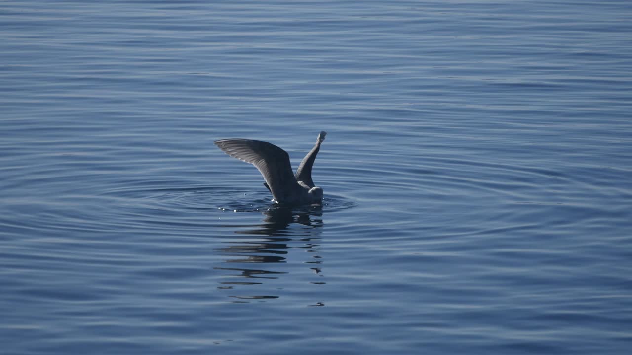 чайка охотится на море.