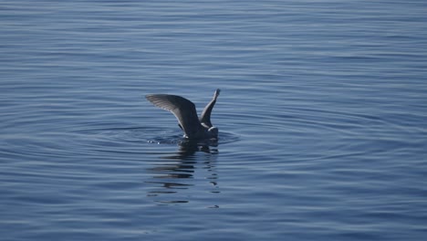 a seagull is hunting on the sea