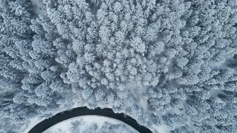 Isolated-road-in-middle-of-snowy-coniferous-forest