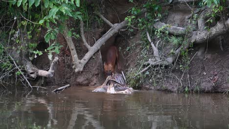 Visto-Sacando-El-Cadáver-Del-Ciervo-Sambar-Del-Agua-Por-La-Tarde,-Haciendo-Que-Una-Escuela-De-Peces-Salte-Del-Agua,-Perro-Salvaje-Asiático-O-Dhole,-Cuon-Alpinus,-Parque-Nacional-Khao-Yai,-Tailandia