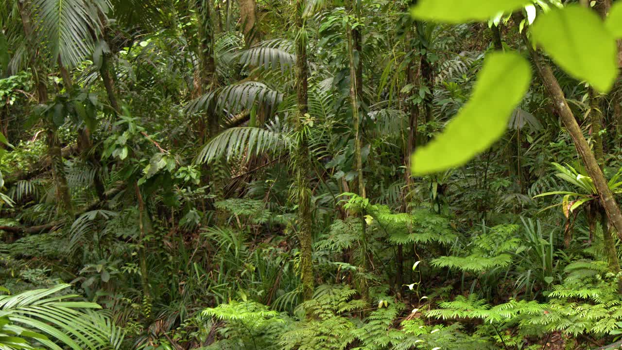 Inquadratura fissa a campo medio di una lussureggiante giungla tropicale con diverse piante esotiche e felci.