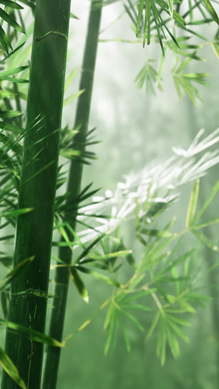 Piante di bambù crescono in una fitta foresta con una luce soffusa che filtra tra le foglie