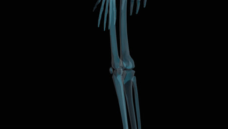 human skeleton x-ray scan rotating. with transparent background