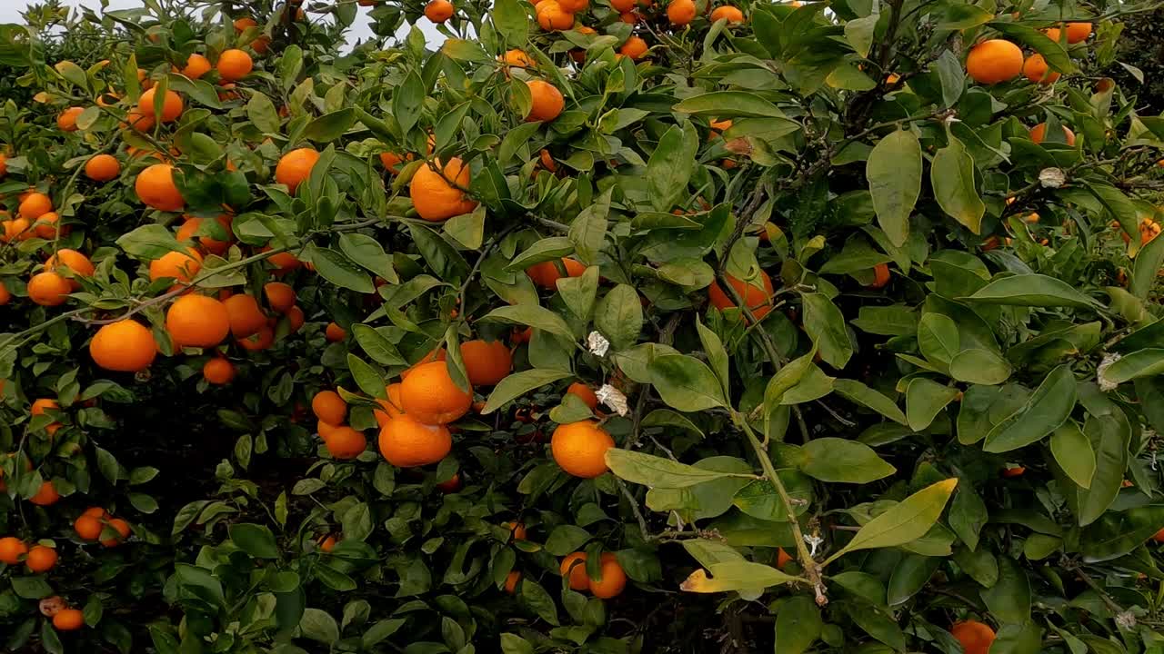Oranger ou mandarinier mûr avec de nombreux fruits