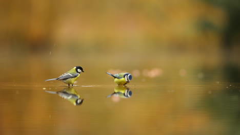 two blue tits drinking water in autumn colors