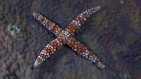 wide angel shot of orange sea star on coral reef