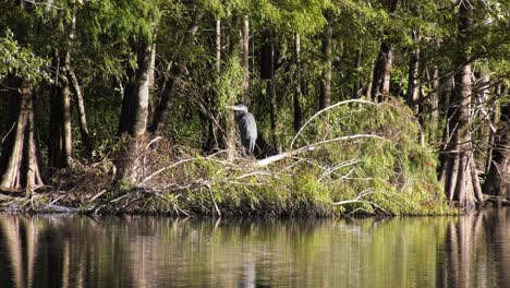 great blue heron perched on a sunny day in some river side brush, an alligator is visible hiding to the left side