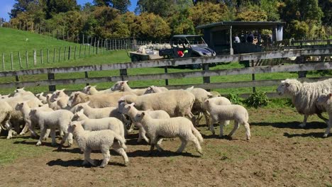 Ovejas-Y-Corderos-Reunidos-Para-Cortar-La-Cola-De-Los-Corderos-En-Manawatu,-Nueva-Zelanda