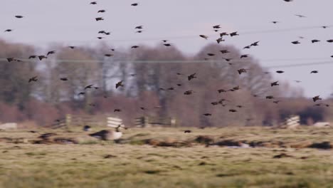 Medium-panning-shot-of-a-large-flock-of-starlings-coming-in-to-land-in-a-brown-grassy-pasture-in-the-fall-with-high-tension-power-lines-and-old-wooden-fence-in-the-background