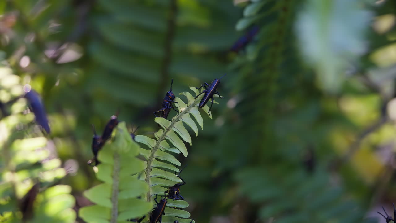 Florida Lubber Grasshoppers eating and explores vibrant fern leaves in lush undergrowth with soft natural backlight from the sun