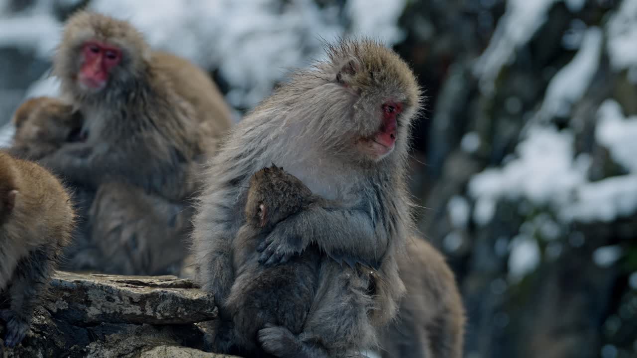 Nestled in the tranquil snowy landscape, this touching moment captures the essence of maternal care among Japanese macaques.