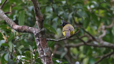 Thront-An-Einem-Sehr-Windigen-Nachmittag-Auf-Einem-Ast-Und-Fliegt-Dann-Weg,-Bulbul-Rubigula-Flaviventris-Mit-Schwarzem-Schopf,-Thailand