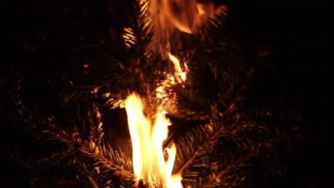 Pine-tree-on-fire----static-shot