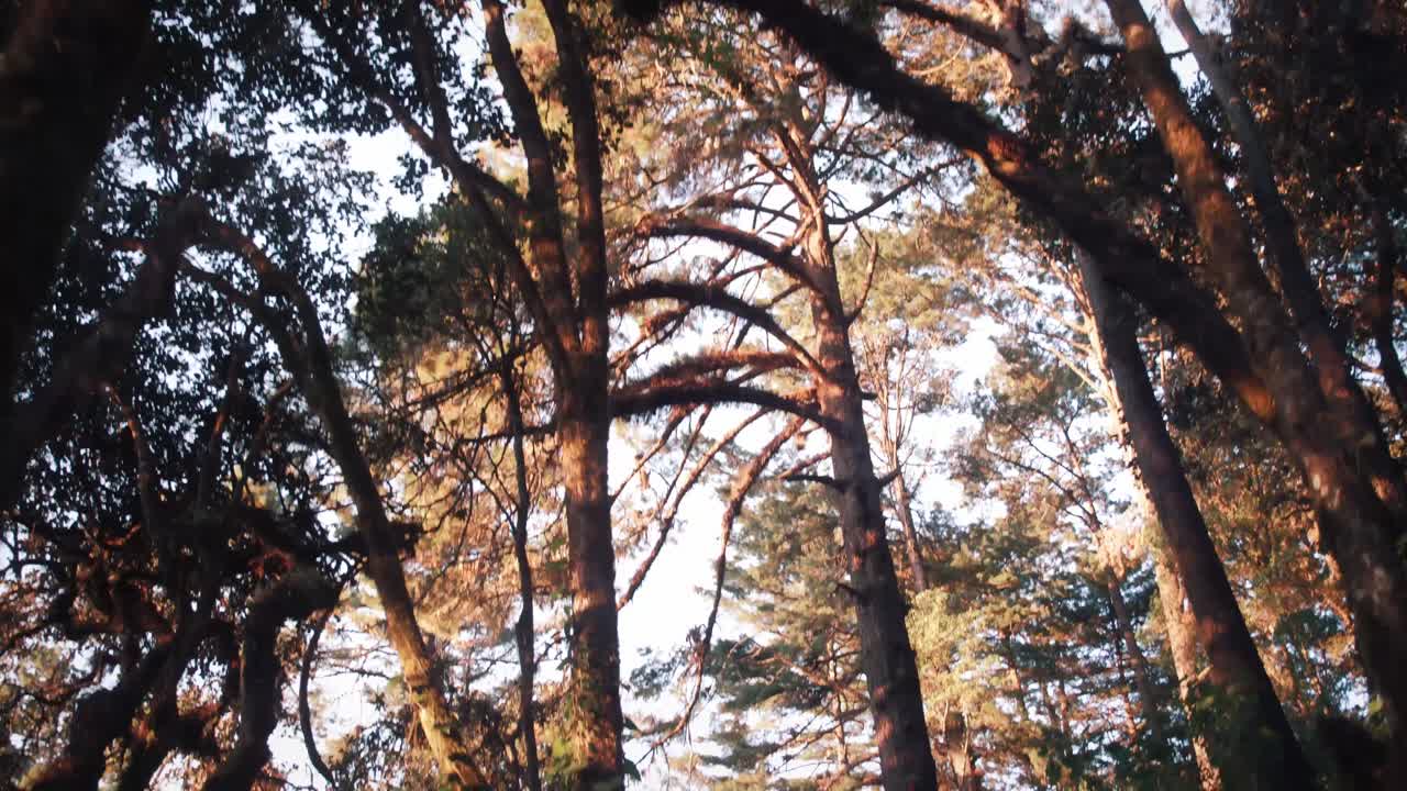 Marcher sur un sentier à travers les bois au coucher du soleil 1.