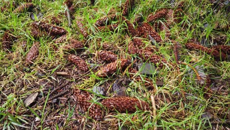 Gläubiger-Waldboden-Voller-Umgestürzter-Zapfen-Der-Norwegischen-Fichten-Im-Wald-Im-Dartmoor-Nationalpark-In-England