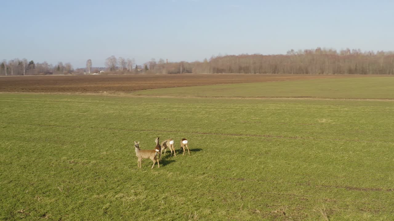 corzo caminando sobre un campo agrícola verde
