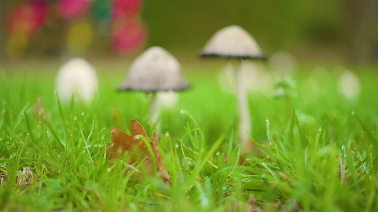 Mushrooms over grass with camera traveling closeup
