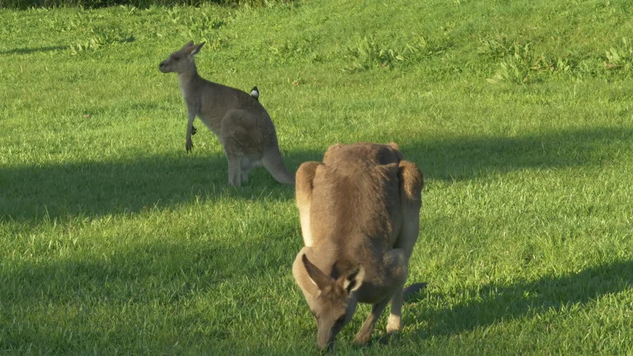 Two Eastern Grey Kangaroos Grazing And Scratching Itch On Field In Queensland, Australia
