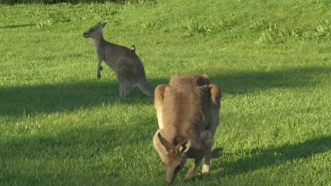 two eastern grey kangaroos grazing and scratching itch on field in queensland, australia