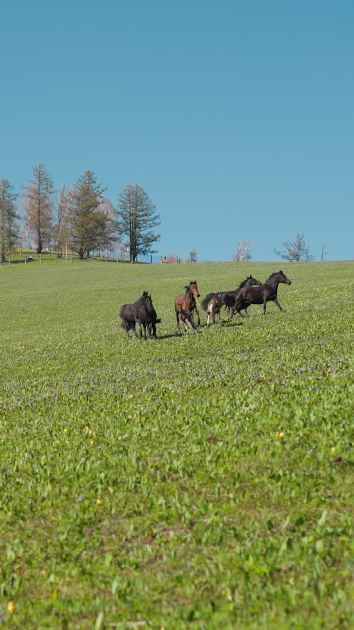 Female horses with little colts herd run and separates on huge lush meadow on sloppy hill slow motion. Mares with babies at wild highland with bare forest