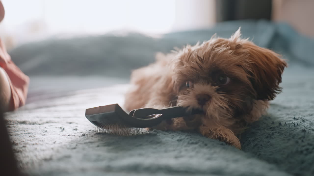 Laughing Child And Woman Have Entertaining Pet Interaction While Puppy Observes Attentively, Cheerful Puppy Guards Remote As Child And Woman Share Humorous And Lively Pet Encounter
