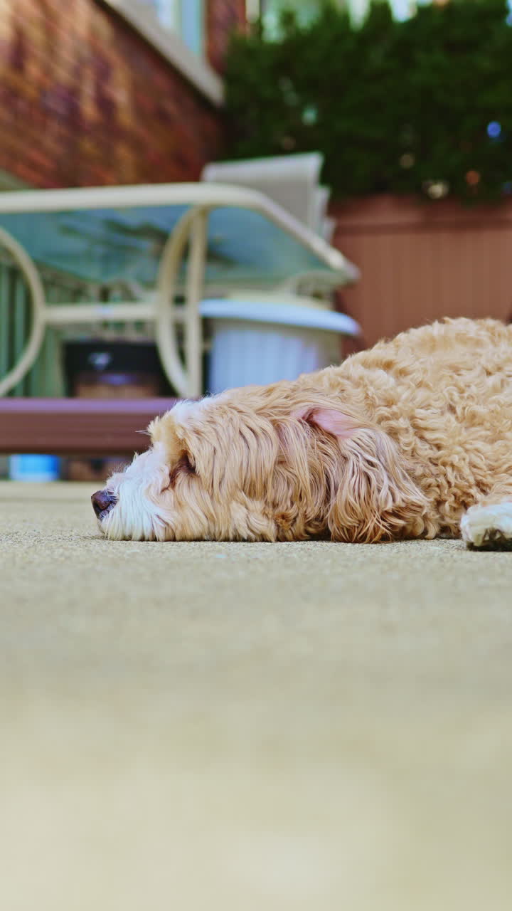 Un incrocio tra Barboncino Toy e Havanese riposa a terra in un giardino in una giornata di sole, godendosi un pomeriggio tranquillo.