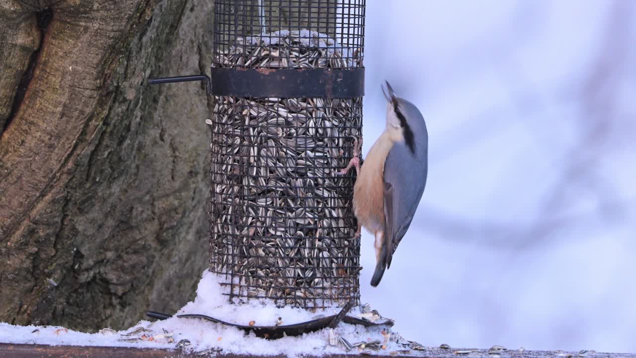 Eurasian nuthatch hangs vertically on birdfeeder in tree eating sunflower seeds, handheld winter clip