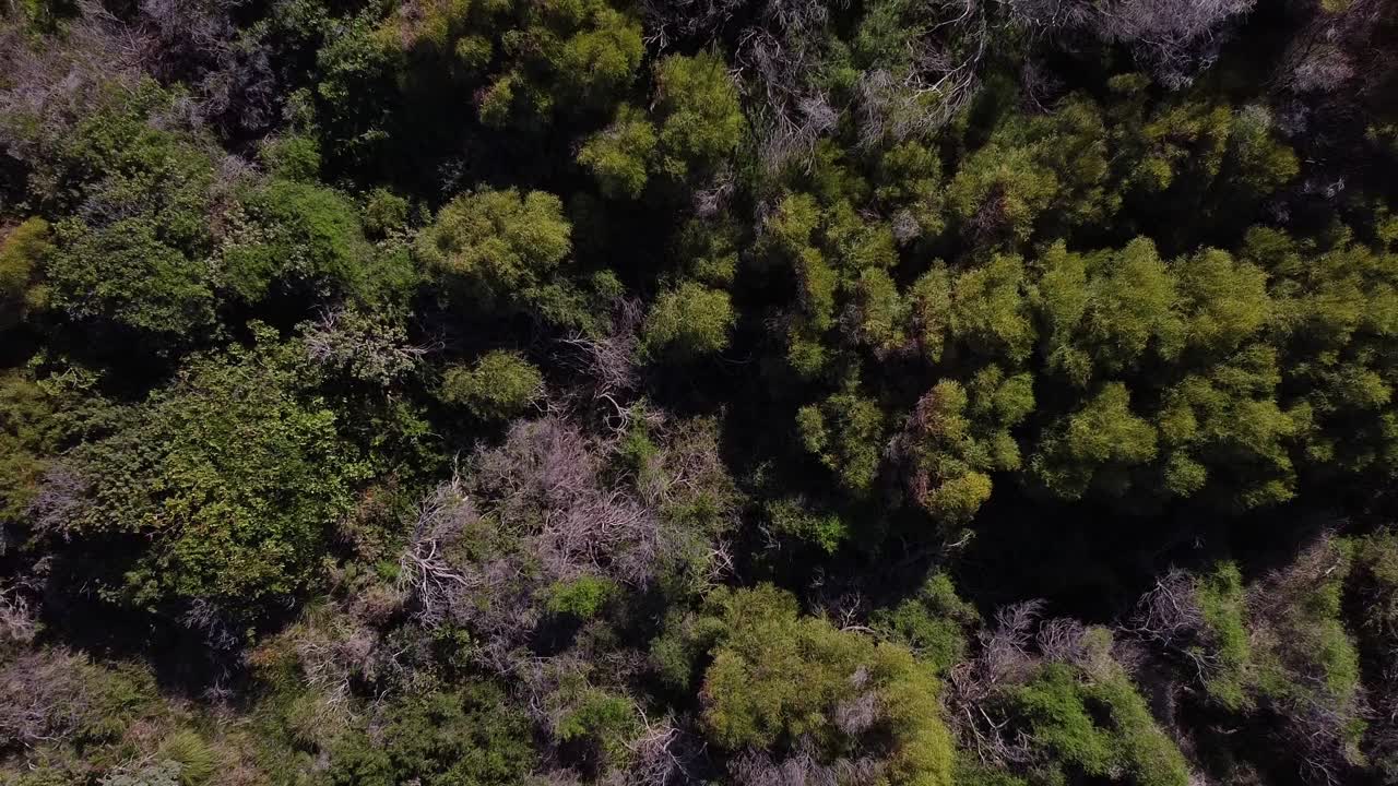 ascenso aéreo clip sobre árboles y matorrales balanceándose en la brisa de invierno, australia