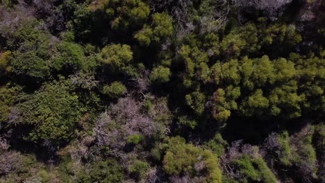 aerial rise up clip over trees and bushland swaying in winter breeze, australia